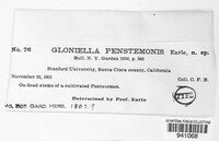 Gloniella pentastemonis image